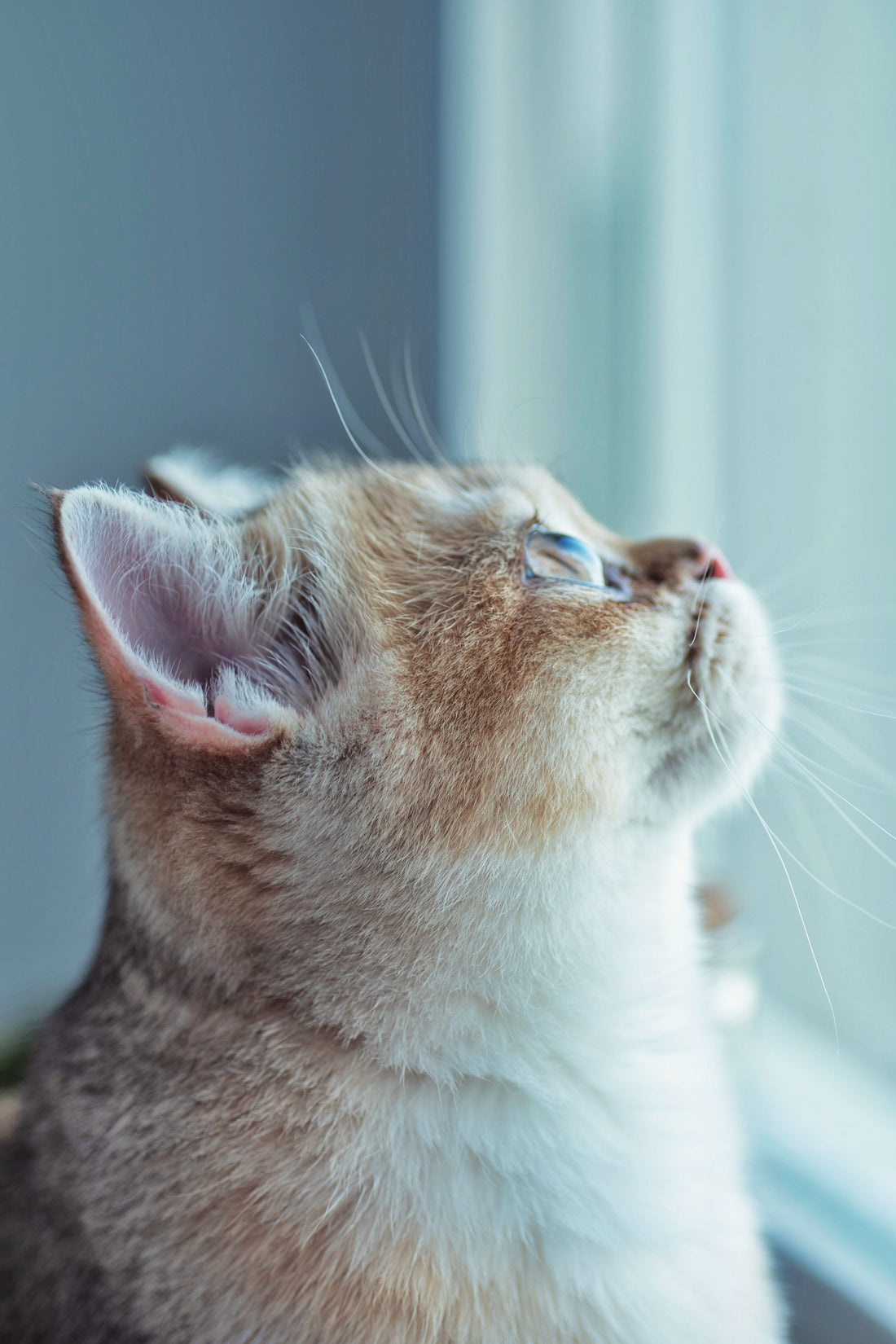 The Secret to a British Shorthair’s Coat: How to Keep It Soft and Shiny