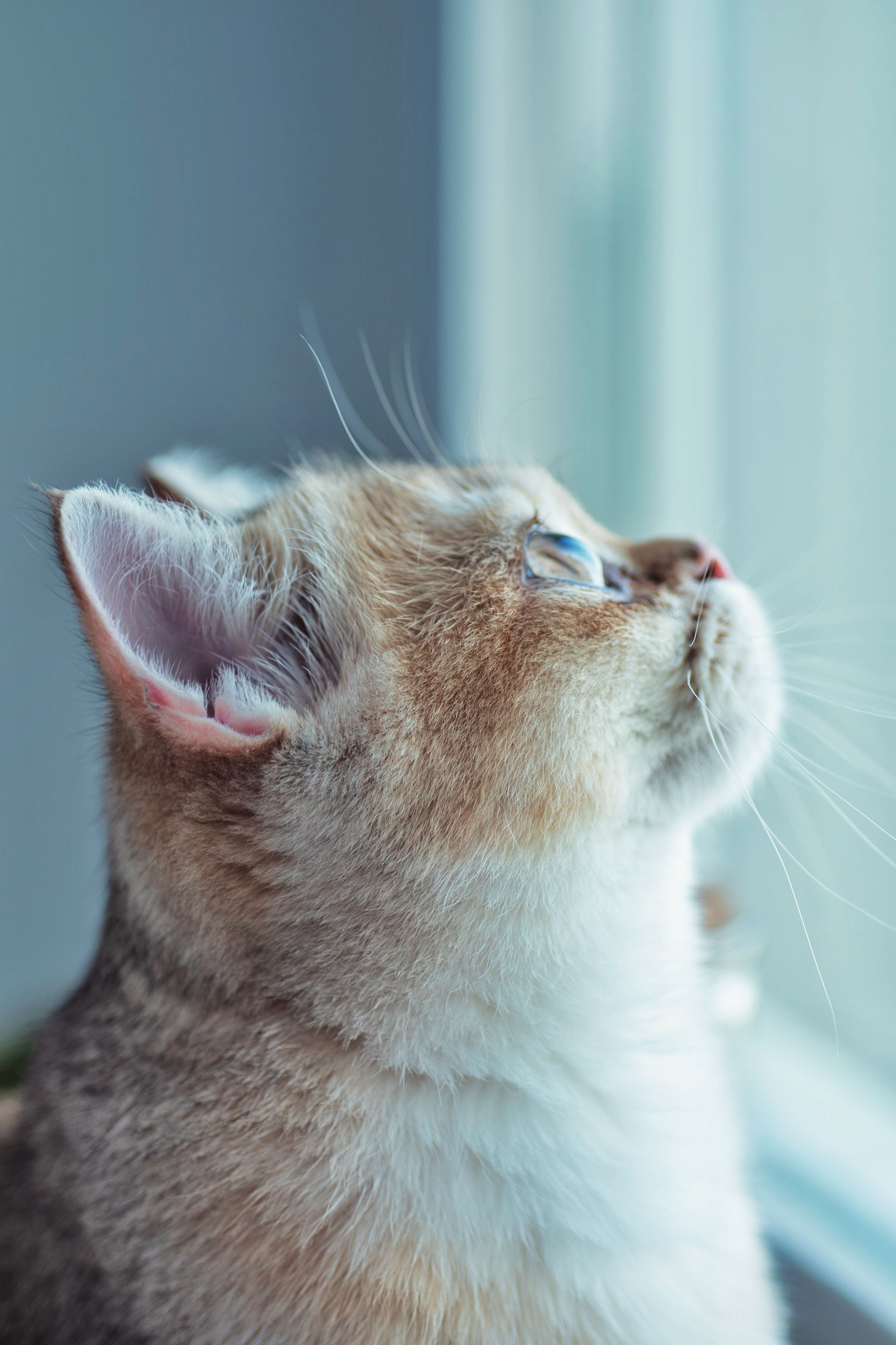 The Secret to a British Shorthair’s Coat: How to Keep It Soft and Shiny
