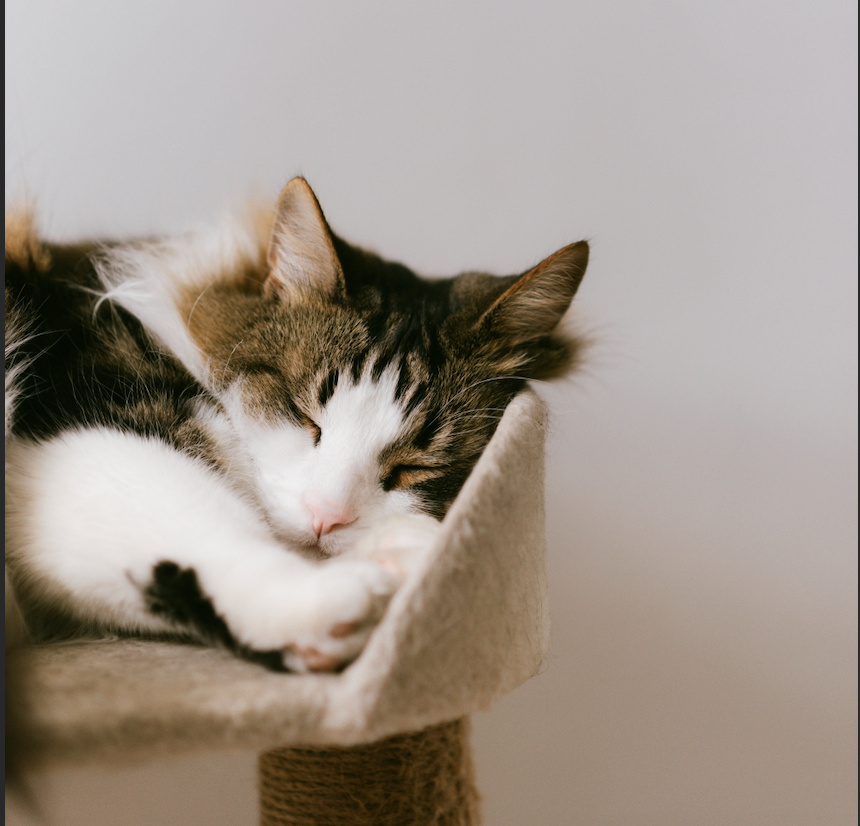 Comfort & Sleep