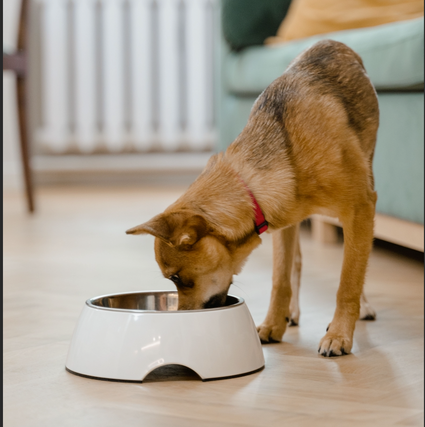Feeding & Health