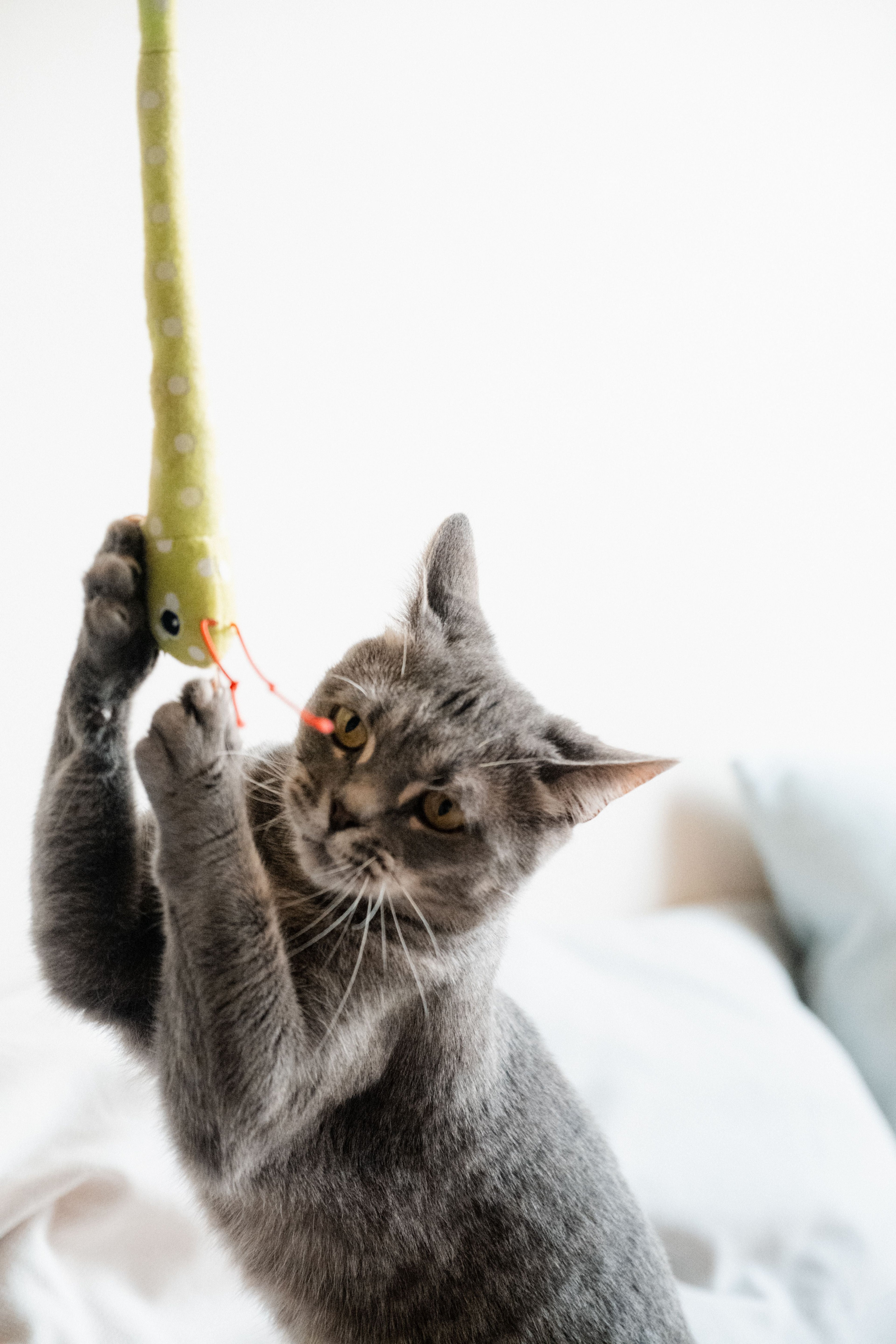Toys & Enrichment